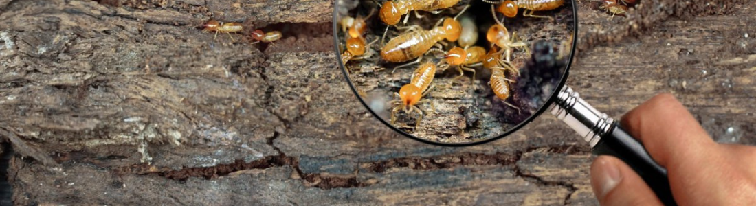 Descupinização em São Paulo 24 HORAS